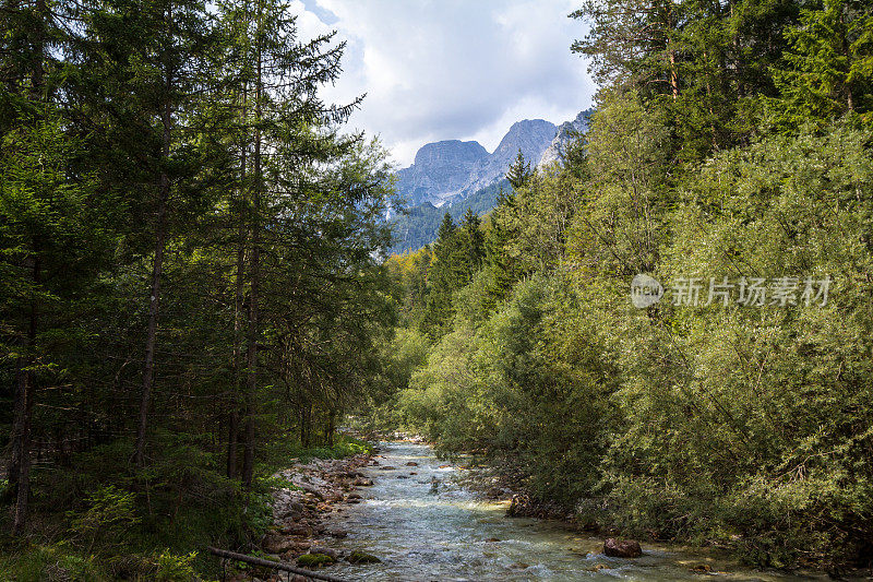 这是一条典型的高山河流，它位于斯洛文尼亚的莫杰斯特拉纳，位于朱利安阿尔卑斯山脉，水流在特里格拉夫国家公园(Triglav National park)山峦环绕的松树中间流淌。